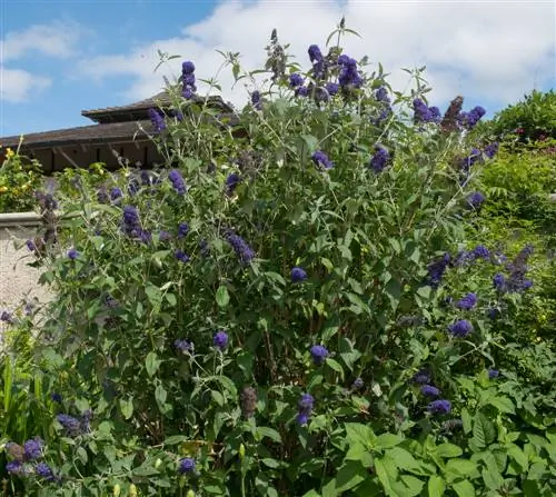 Buddleian kasvu vuodessa