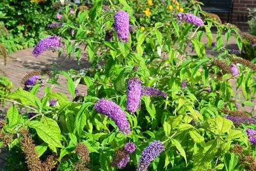 buddleia-foglie-gialle