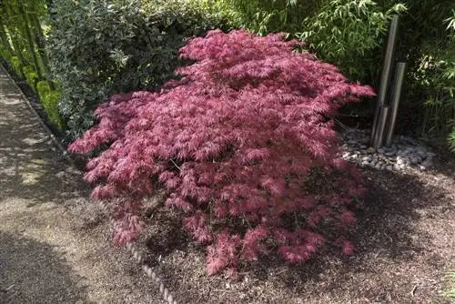 Oorplanting van slot maple: Wanneer en hoe jy moet voortgaan