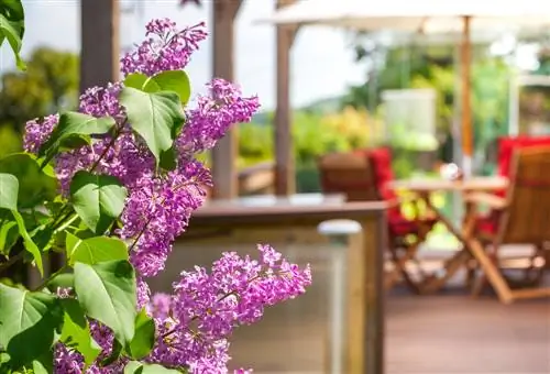 Buddleia nel secchiello: cibo per farfalle sul balcone