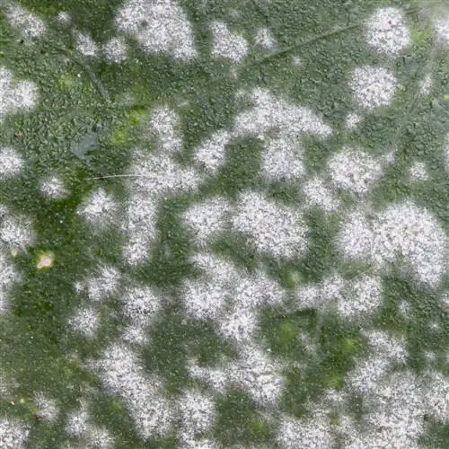 Érable malade : comment sauver la belle plante