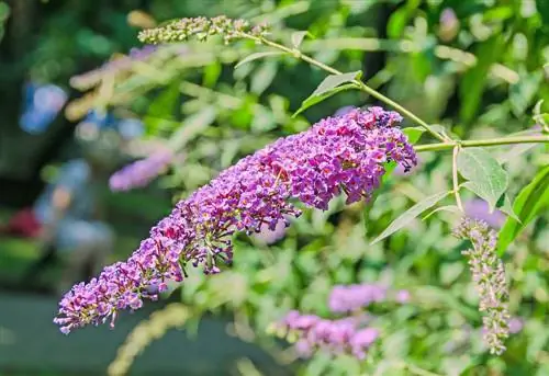 buddleia-in-the-bucket