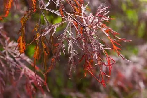 Perawatan maple berlubang: Cara menjaga maple Anda tetap sehat dan indah