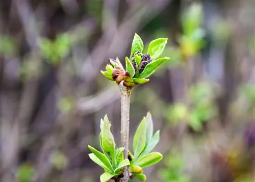 propagar buddleia