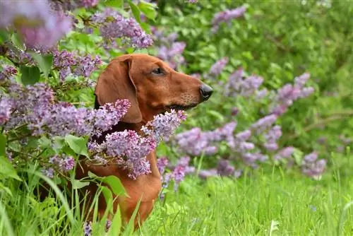 Buddleia թունավոր