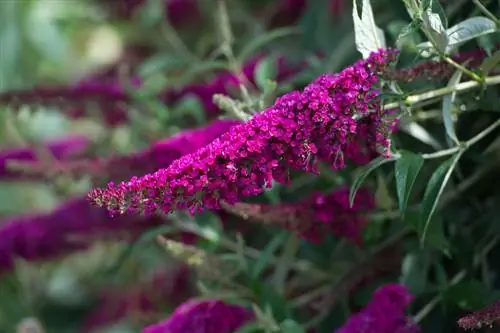 hnojivo buddleia