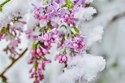 Buddleia bevroren