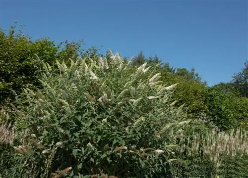 Transplanting qub buddleia