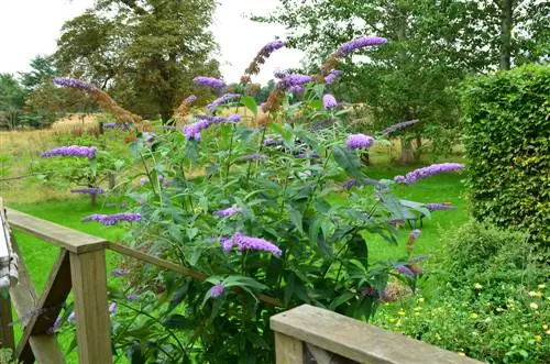 Kuchimba buddleia: Ni wakati gani mzuri zaidi?