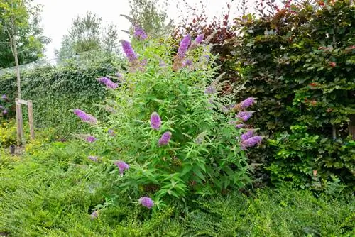 Buddleia: pareizi rūpējieties par seklajām saknēm dārzā