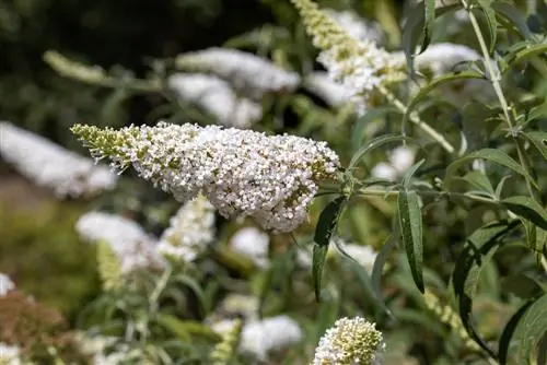 pagar tanaman buddleia