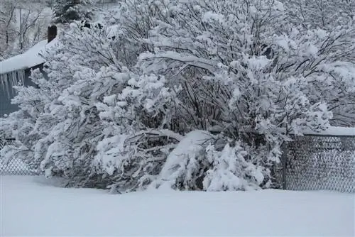 Hardy buddleia: tipes en oorwinteringswenke