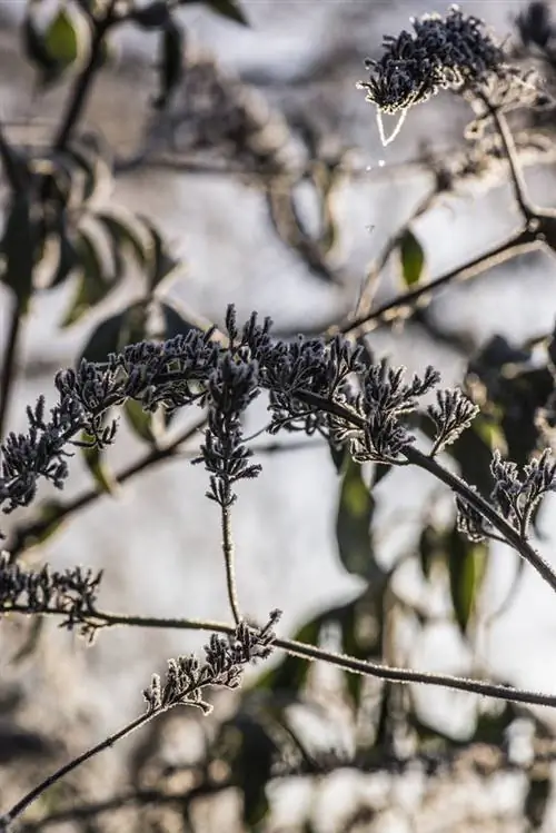 buddleia հիվանդություններ