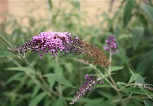 presajanje buddleje