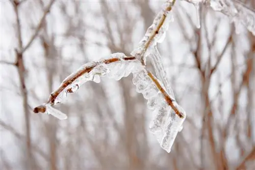 Winterharde vlindertuin: Welke soorten zijn geschikt?