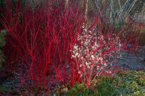 Kleigrond: welke planten gedijen er het beste op?