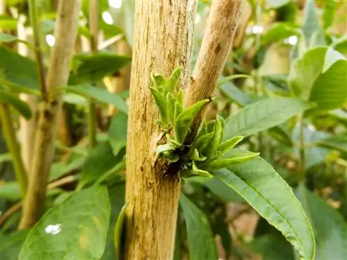 Buddleia standardna stabljika