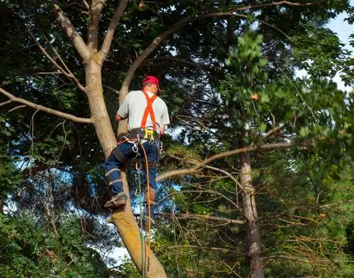 maple cutting