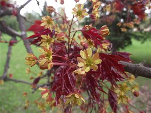 The fascinating maple blossom: when and how it appears