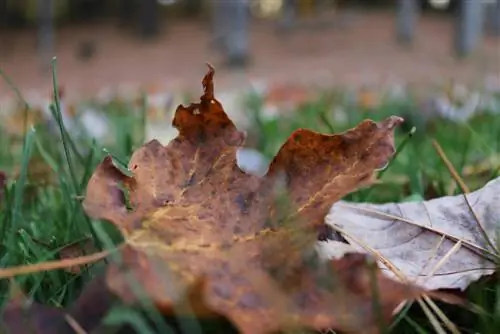 maple-brown-leaves