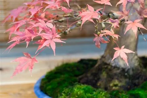 Maple dalam ember di balkon: Beginilah cara Anda membuat sebuah mahakarya