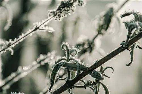 Buddleia hivernant