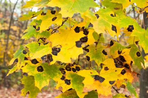 maple diseases