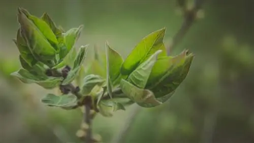 Perbanyak bunga lilac: metode & instruksi untuk setiap jenis