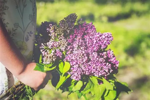 Attention aux lilas : les facteurs de toxicité expliqués