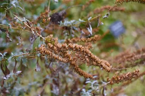 Têtes de graines de lilas mortes