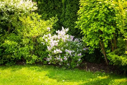 lilac plants