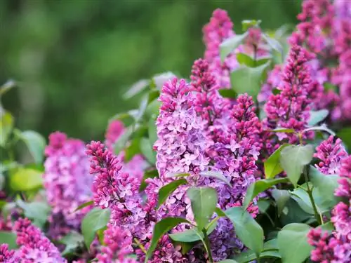 Lilac blossom. Ահա թե ինչպես կարելի է ամիսներ շարունակ ապրել գունավոր այգի