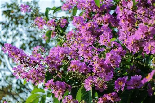 Tunza lilacs za kusini: maagizo na vidokezo