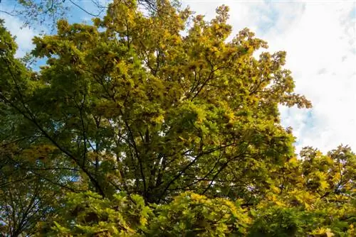 Norway maple guide: profile, care and autumn color