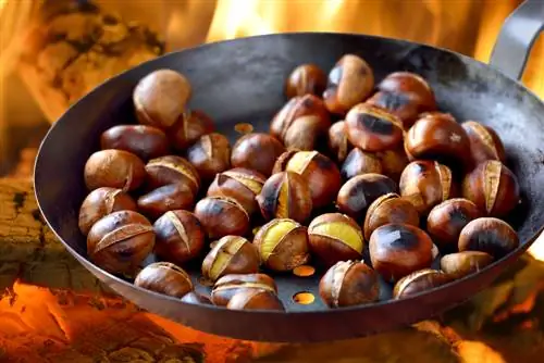 Chestnut: The best varieties for your garden