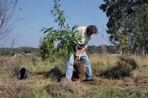 plantes de castanyers