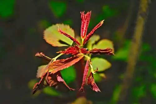 maple shoots