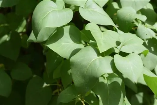 Les lilas ne fleurissent pas : trouver les raisons et y remédier