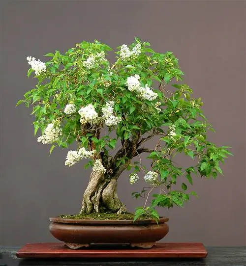 Lilac bonsai: Which types are particularly suitable?