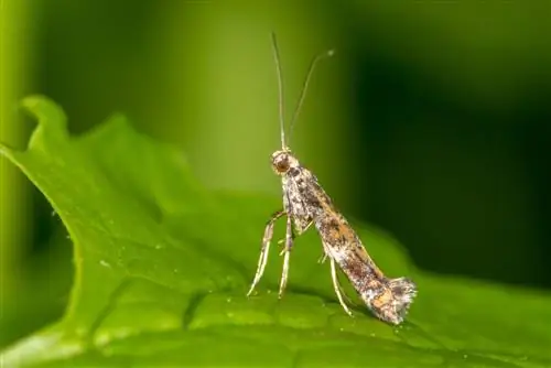 Liliowy z brązowymi plamami: przyczyny i możliwe choroby