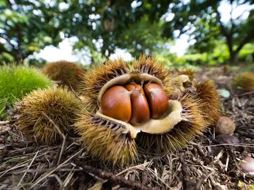 Identifikasi dan kumpulkan chestnut dengan aman: Begini cara kerjanya