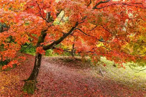 Profilo dell'acero: tutto quello che devi sapere sull'albero