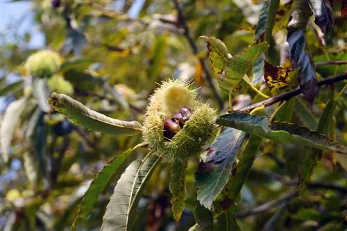 Sweet chestnut: Kilalanin ang mga pinakakaraniwang sakit at pinsala