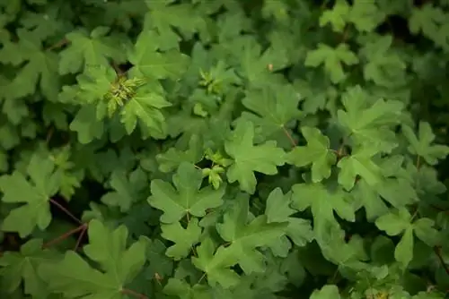 maple hedge