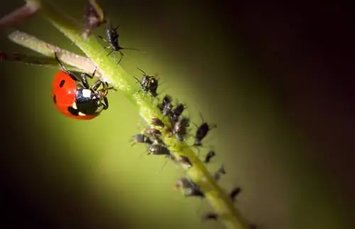 Maple lice: How do you combat the plague effectively?