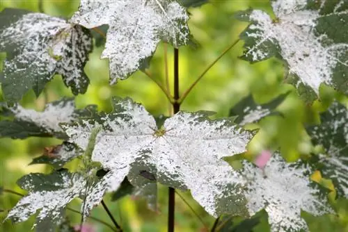 Powdery mildew on maple: causes, symptoms and treatment