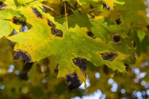 maple fungal attack