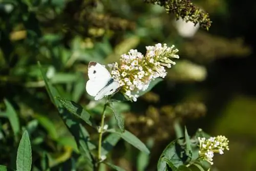 Buddleia büyümüyor