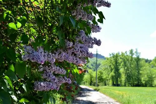 lilas comme protection de la vie privée