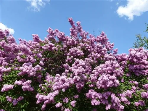 Old lilac trees: care, pruning and increasing vitality